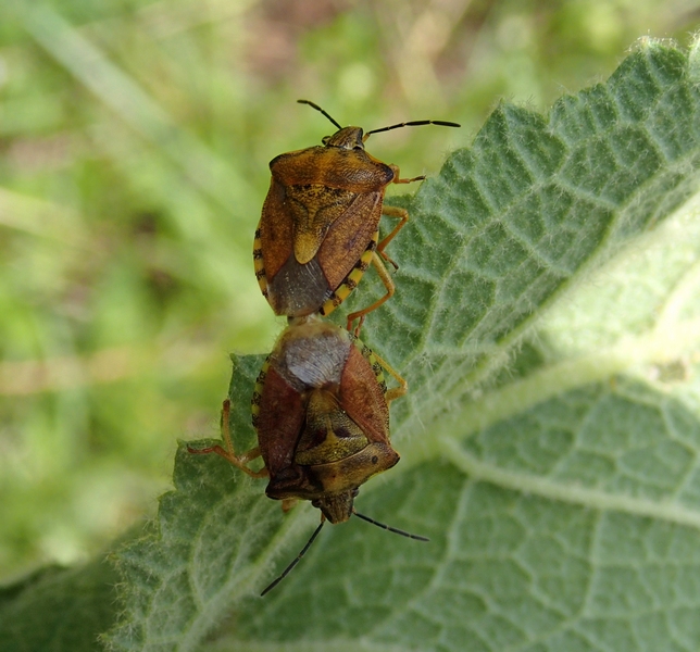 Carpocoris pudicus?